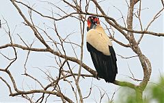 King Vulture